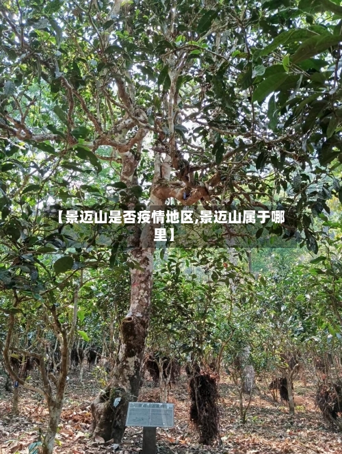 【景迈山是否疫情地区,景迈山属于哪里】-第3张图片
